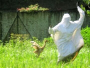 Bobbi Laderer, a bird intern at the Audubon Nature Institute's Species Survival Center in New Orleans, waves and runs to demonstrate alarm for Tornado, a 42-day-old endangered whooping crane chick, on Tuesday.