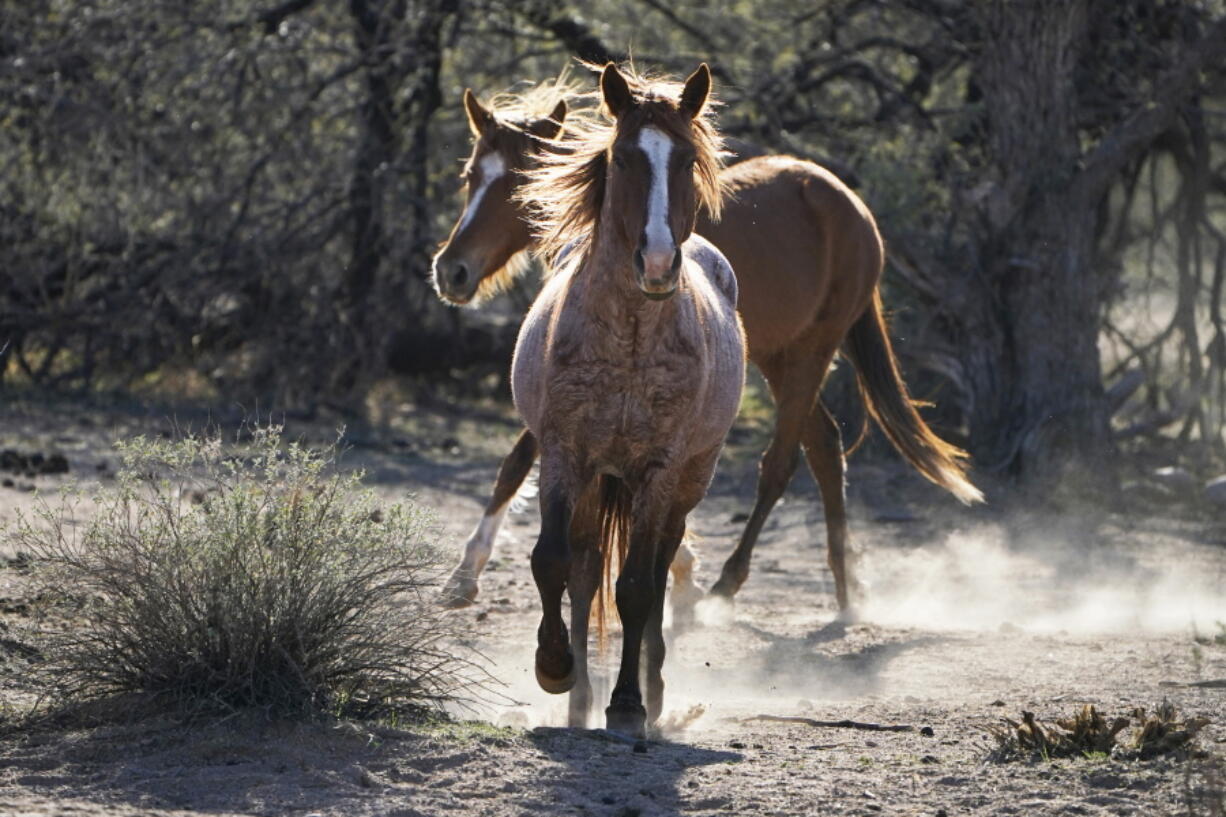 FILE - In this March 10, 2021, file photo, two Salt River wild horses kick up dust as they arrive at a site for emergency feeding run by the Salt River Wild Horse Management Group near Coon Bluff in the Tonto National Forest near Mesa, Ariz. Federal land managers say they're stepping up protections to guard against the illegal resale of wild horses and burros adopted from the government for slaughter after they've been captured on U.S. lands but mustang protection advocates say the Bureau of Land Management needs to do more.