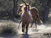 FILE - In this March 10, 2021, file photo, two Salt River wild horses kick up dust as they arrive at a site for emergency feeding run by the Salt River Wild Horse Management Group near Coon Bluff in the Tonto National Forest near Mesa, Ariz. Federal land managers say they're stepping up protections to guard against the illegal resale of wild horses and burros adopted from the government for slaughter after they've been captured on U.S. lands but mustang protection advocates say the Bureau of Land Management needs to do more.