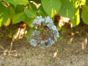 Hydrangeas and rhododendrons were it hard by the recent hot weather.