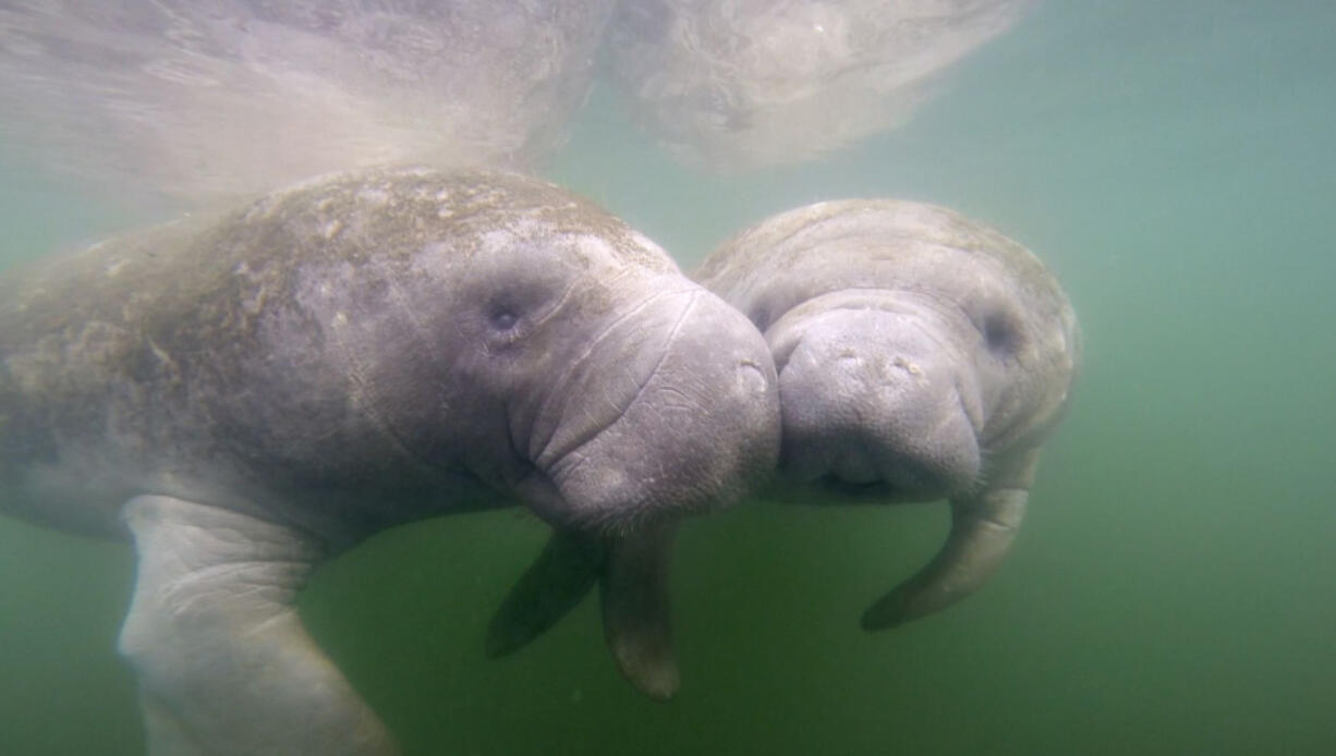 Florida has seen an alarming rise in manatee deaths in 2021. (Douglas R.