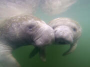 Florida has seen an alarming rise in manatee deaths in 2021. (Douglas R.