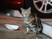 A cat sits near an empty bowl in a parking garage at Nova Southeastern University in Davie on Tuesday, Aug. 3, 2021. The university has threatened to fire anyone who feeds stray cats on campus.