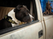 A dog named Alligator looks out the window of a truck at an evacuation center on Aug.7, in Susanville, Calif. (Maranie R.