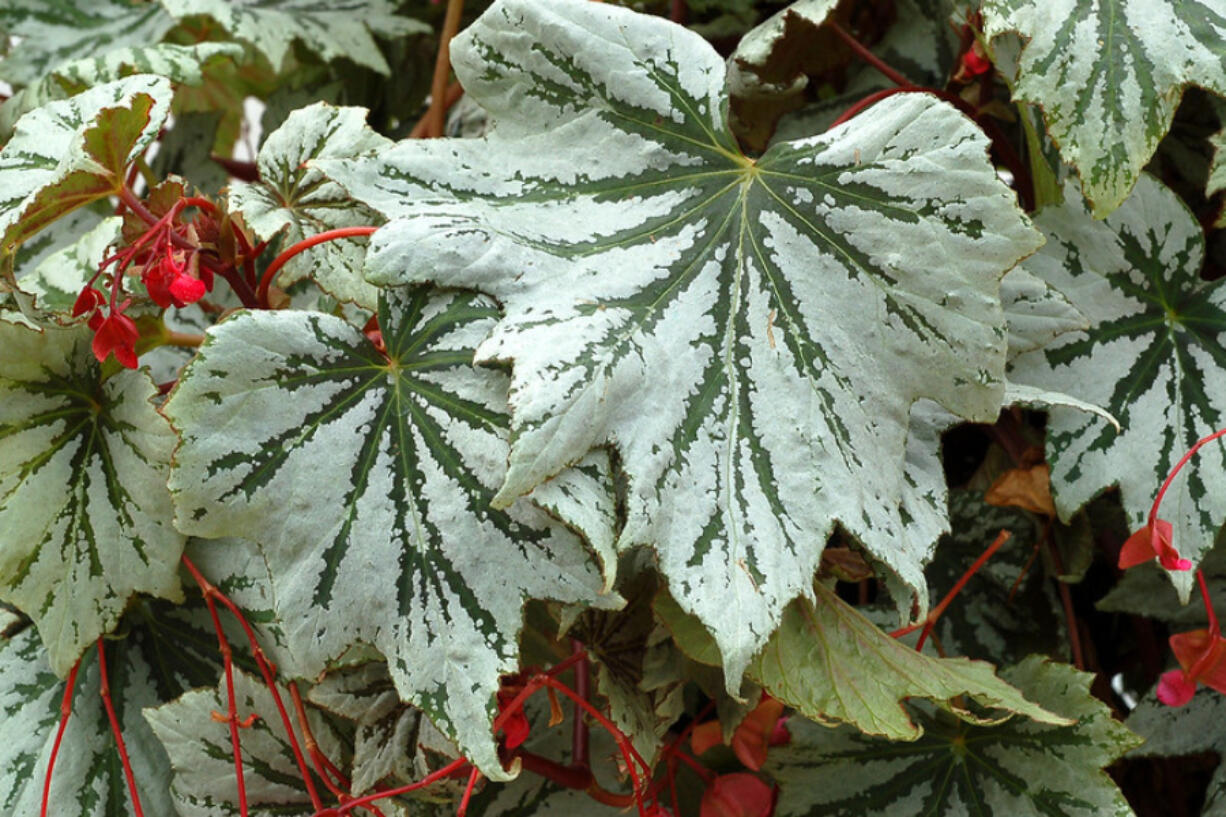 "Spectre Silver" is a showy variety of begonia.