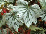 "Spectre Silver" is a showy variety of begonia.