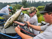 Emma Sell and Josh Abrahamson take chinook salmon from a Wells Salmon Hatchery truck and load them into a rubber bladder before releasing them into the Little Spokane River on Aug. 6.