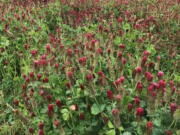 Crimson clover is an easy cover crop to start with.