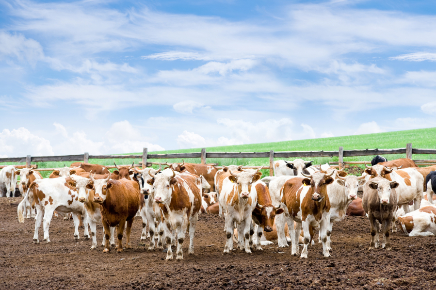 Methane concentrations have been going up faster and faster lately, and cows' breath is one source of methane gas in the atmosphere. Because methane has a higher global warming potential, it???s in part causing rapid climate warming.