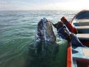 Balvi Vasquez pets and talks to a gray whale in San Ignacio Lagoon, Baja California, on February 16, 2021.