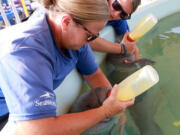 SeaWorld Orlando Animal Rescue Team specialists Becca Downey (left) and Ashley Killo feed the two babies in the Manatee Rehabilitation Area of the park?s backstage Rescue Center, photographed Thursday, August 5, 2021. In July, the Florida Fish and Wildlife Commission (FWC) reported 866 manatee deaths so far in 2021 ?? the highest death toll ever recorded in the state in a single year.