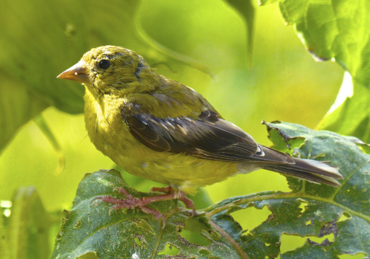 Dean Fosdick/Associated Press files 
 The willow goldfinch is an official symbol of Washington  or is it?