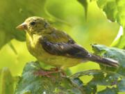 Dean Fosdick/Associated Press files 
 The willow goldfinch is an official symbol of Washington  or is it?