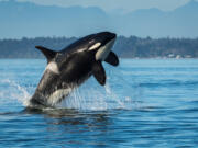 An orca leaps out of the Salish Sea near San Juan Island.