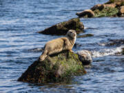 A harbor seal soaks up sun off San Juan Island.