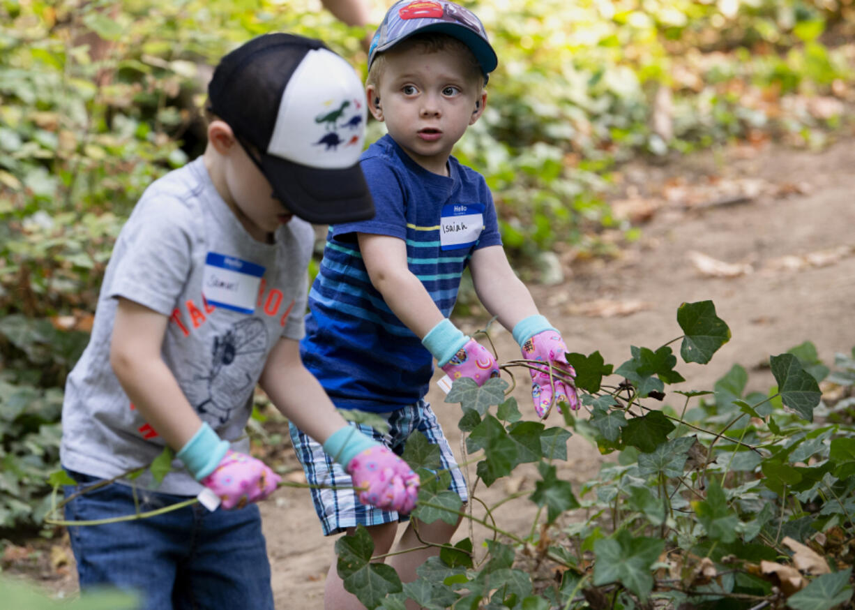 Samuel Hanson, 4, and Isaiah Hanson, 2, yank up ivy during a Saturday volunteer work party at Columbia Springs in east Vancouver. One dozen people helped pull ivy from trees and underbrush and lay bark on paths on Saturday morning.