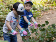 Samuel Hanson, 4, and Isaiah Hanson, 2, yank up ivy during a Saturday volunteer work party at Columbia Springs in east Vancouver. One dozen people helped pull ivy from trees and underbrush and lay bark on paths on Saturday morning.