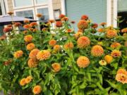 Zinnia Queeny Lime Orange grow to about 24 to 30 inches and make a nice cut flower.