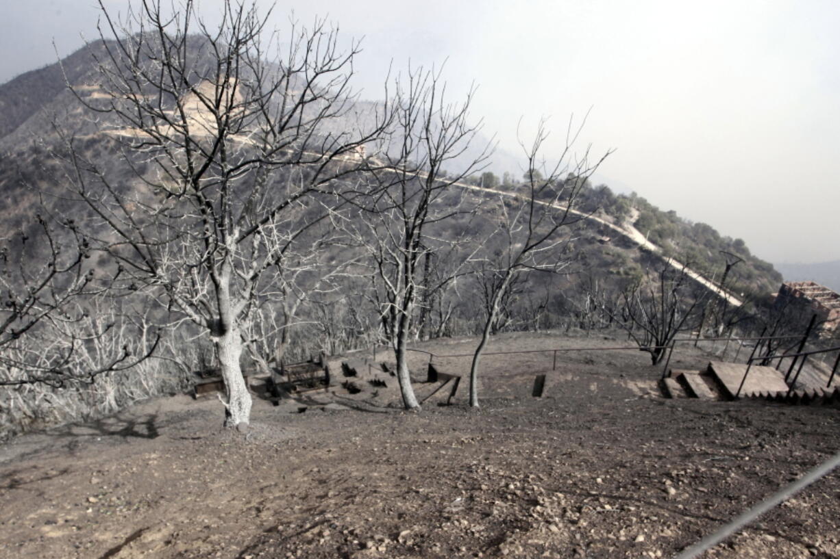 Trees burned in a wildfire are shown Tuesday near Tizi Ouzou, Algeria, about 62 miles east of Algiers.