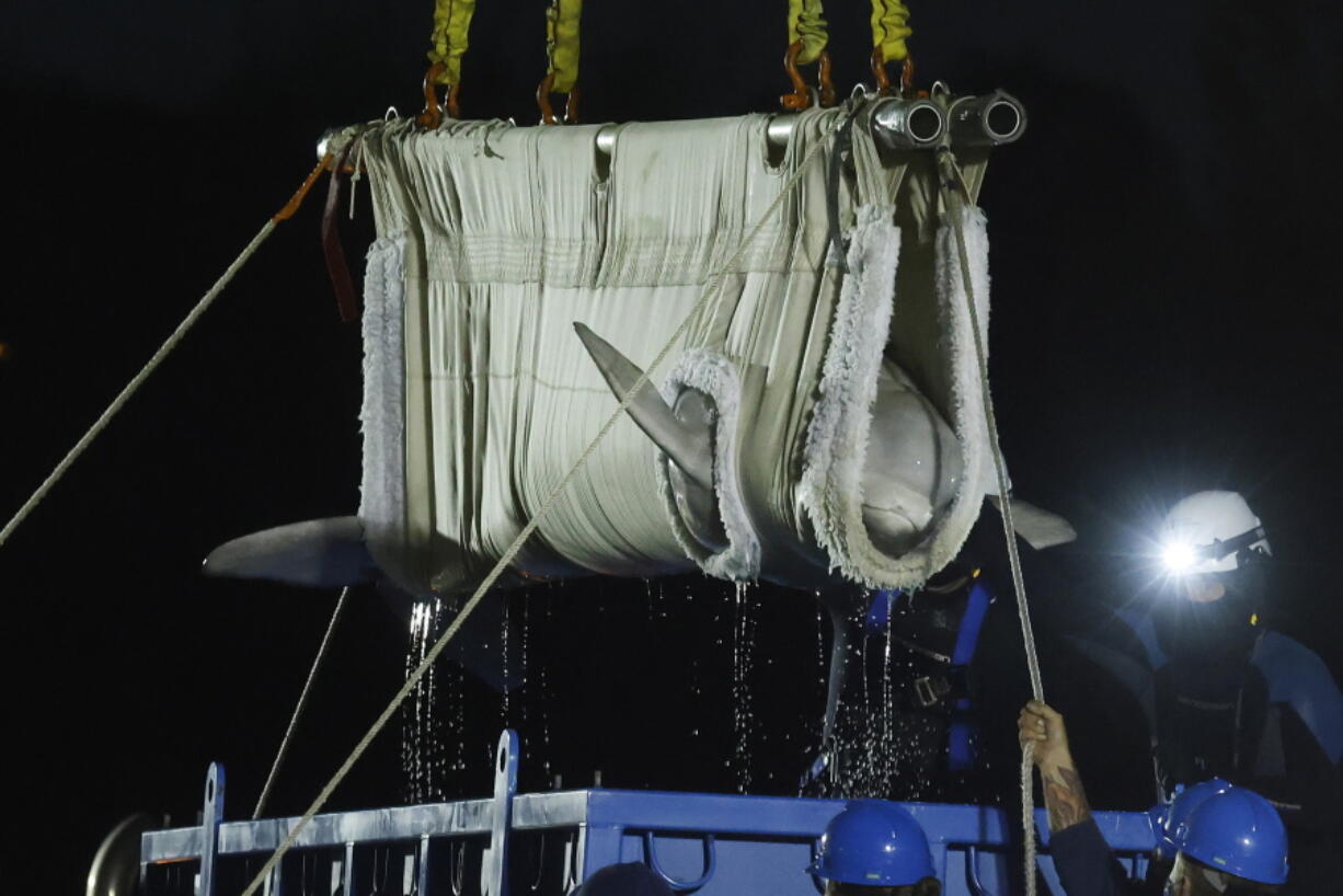 A beluga whale is lifted from a transport truck after arriving at Mystic Aquarium on May 15 in Mystic, Conn. The aquarium says a second of the five beluga whales it imported in May from a marine park in Canada is in failing health.