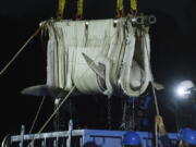 A beluga whale is lifted from a transport truck after arriving at Mystic Aquarium on May 15 in Mystic, Conn. The aquarium says a second of the five beluga whales it imported in May from a marine park in Canada is in failing health.