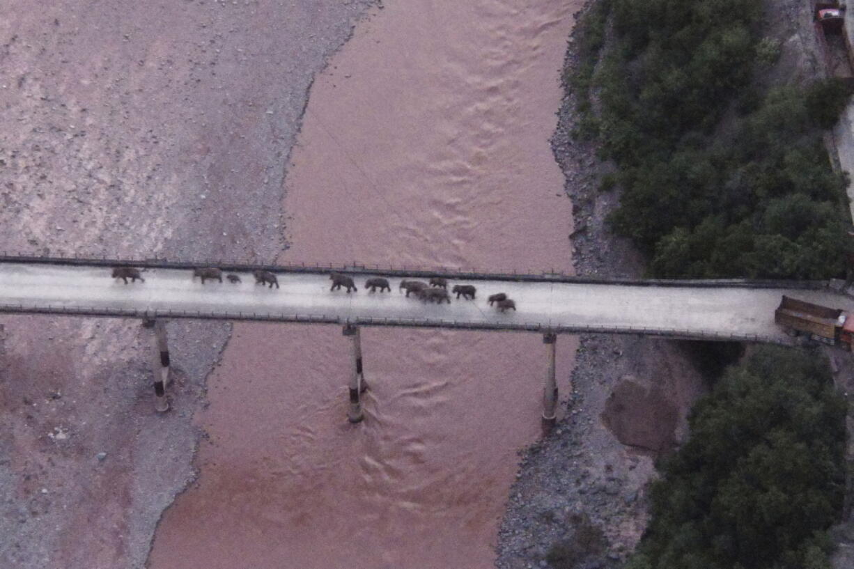 In this photo released by the Yunnan Provincial Command Center for the Safety and Monitoring of North Migrating Asian Elephants, a herd of wandering elephants cross a river using a highway near Yuxi city, Yuanjiang county in southwestern China's Yunnan Province Sunday, Aug. 8, 2021. The 14 elephants of various sizes and ages were guided across the Yuanjiang river in Yunnan province on Sunday night and a path is being opened for them to return to the nature reserve in the Xishuangbanna Dai Autonomous Prefecture.