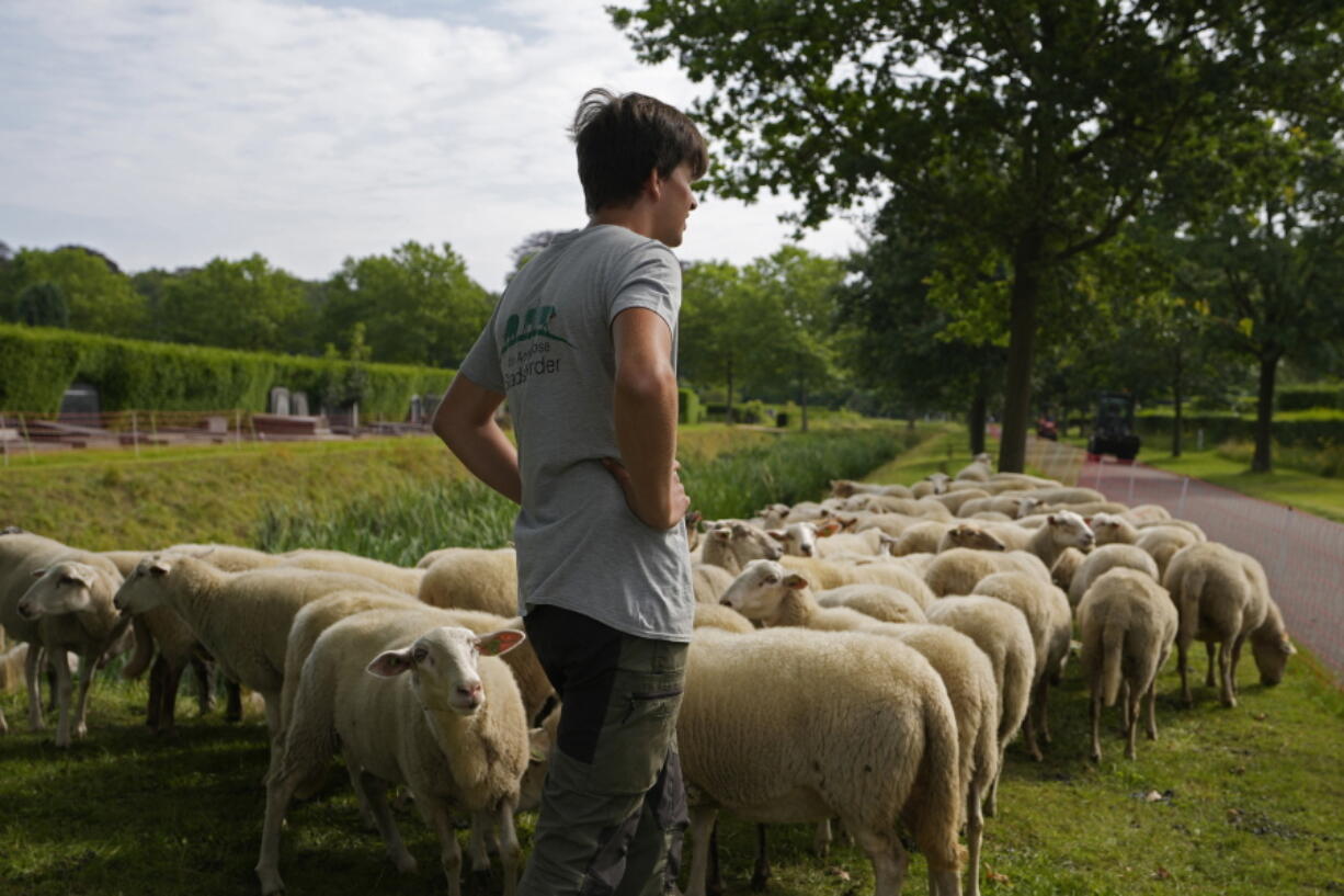 Belgian sheep herder Lukas Janssens tends to his flock at Schoonselhof cemetery in Hoboken, Belgium, Friday, Aug. 13, 2021. Limiting emissions of carbon dioxide, a key contributor to climate change, and promoting biodiversity are two key goals of Janssens small company The Antwerp City Shepherd.