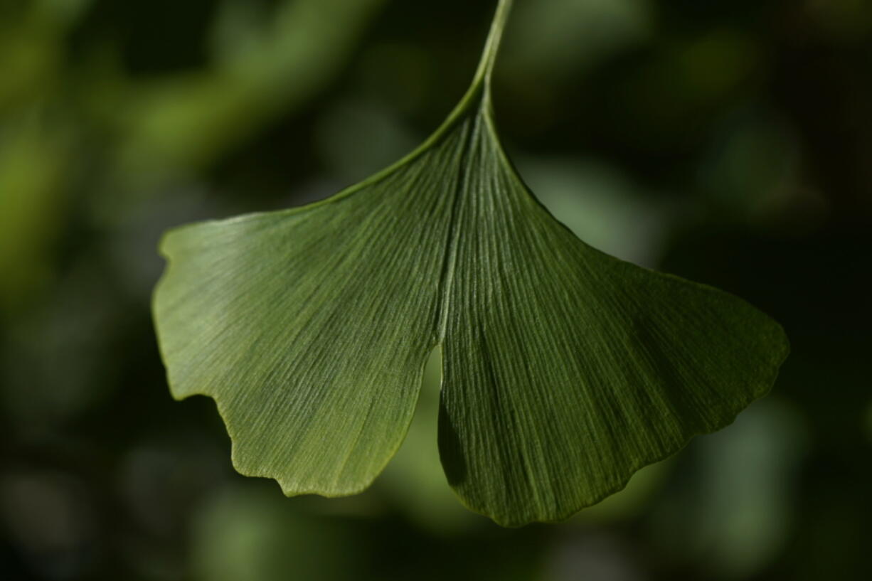 A distinctive fan-shaped ginkgo leaf in the Fossils Atmospheres Project is seen in the morning sun at the Smithsonian Research Center in Edgewater, Md., Tuesday, May 18, 2021. "Ginkgo is a pretty unique time capsule," said Peter Crane, a Yale University paleobotanist.