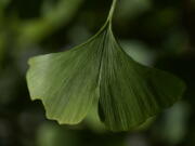 A distinctive fan-shaped ginkgo leaf in the Fossils Atmospheres Project is seen in the morning sun at the Smithsonian Research Center in Edgewater, Md., Tuesday, May 18, 2021. "Ginkgo is a pretty unique time capsule," said Peter Crane, a Yale University paleobotanist.