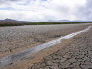 FILE - In this June 9, 2021, file photo, a small stream runs through the dried, cracked earth of a former wetland near Tulelake, Calif. A federal judge has thrown out Trump-era rule that ended federal protections for hundreds of thousands of small streams, wetlands and other waterways across the country.