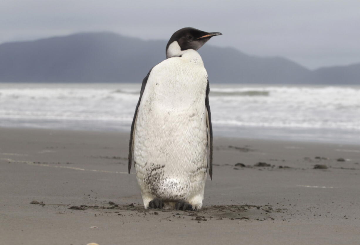 An Emperor penguin on Peka Peka Beach in New Zealand in 2011.