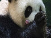 This handout photo released by the Beauval Zoo shows panda Huan Huan holding her new born female cub in Saint-Aignan, central France, Monday, Aug. 2, 2021. A giant panda on loan to France from China gave birth to two female twin cubs early Monday, a French zoo announced. The Beauval Zoo, south of Paris, said the twins were born shortly after 1 a.m. They weigh 149 and 129 grams (5.3 and 4.6 ounces).