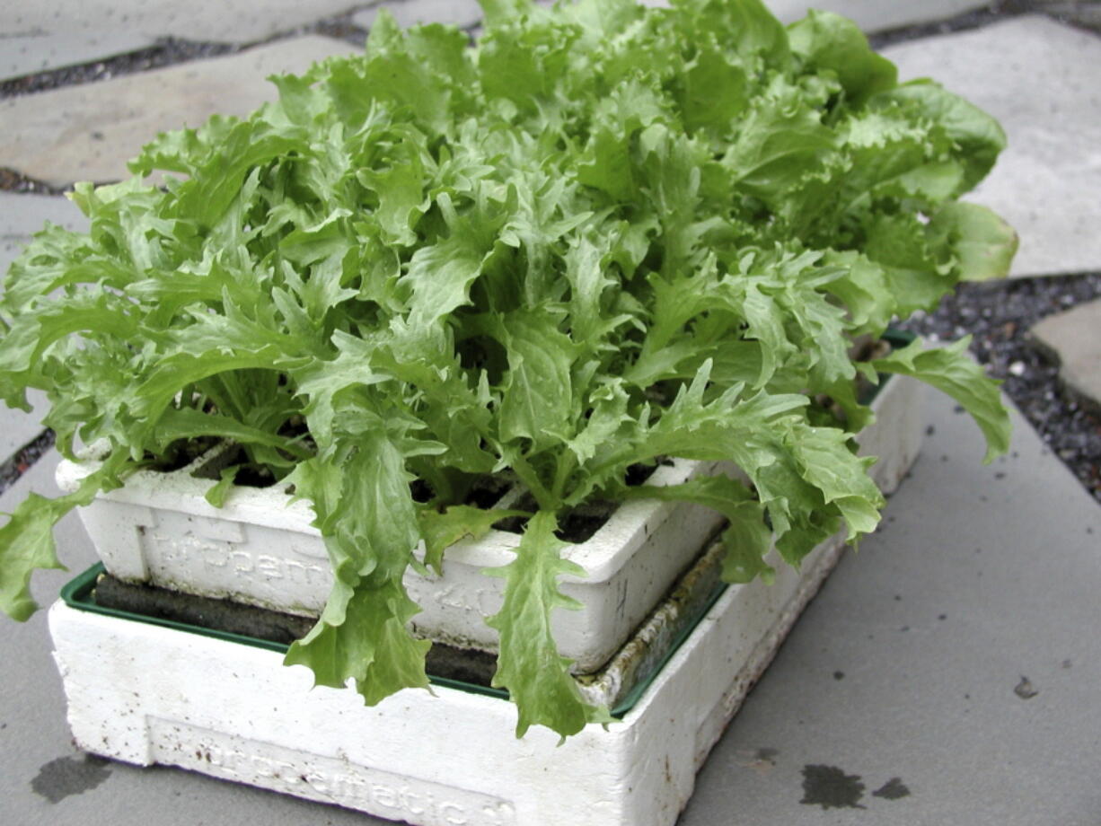 Endive seedlings (Lee Reich)