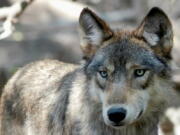 FILE - This July 16, 2004, file photo, shows a gray wolf at the Wildlife Science Center in Forest Lake, Minn. President Joe Biden's administration is sticking by the decision under former President Donald Trump to lift protections for gray wolves across most of the U.S.