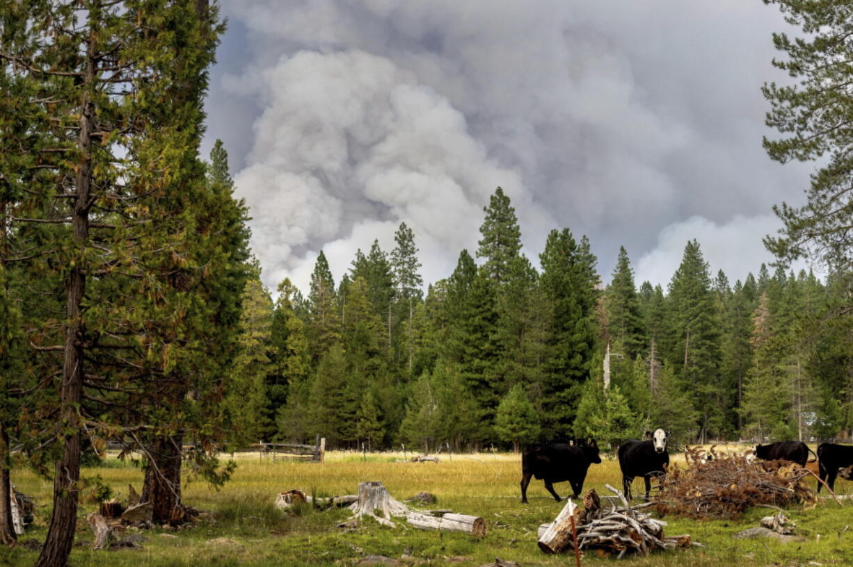 Cows graze July 26 as smoke rises from the Dixie Fire burning in Lassen National Forest, near Jonesville, Calif.