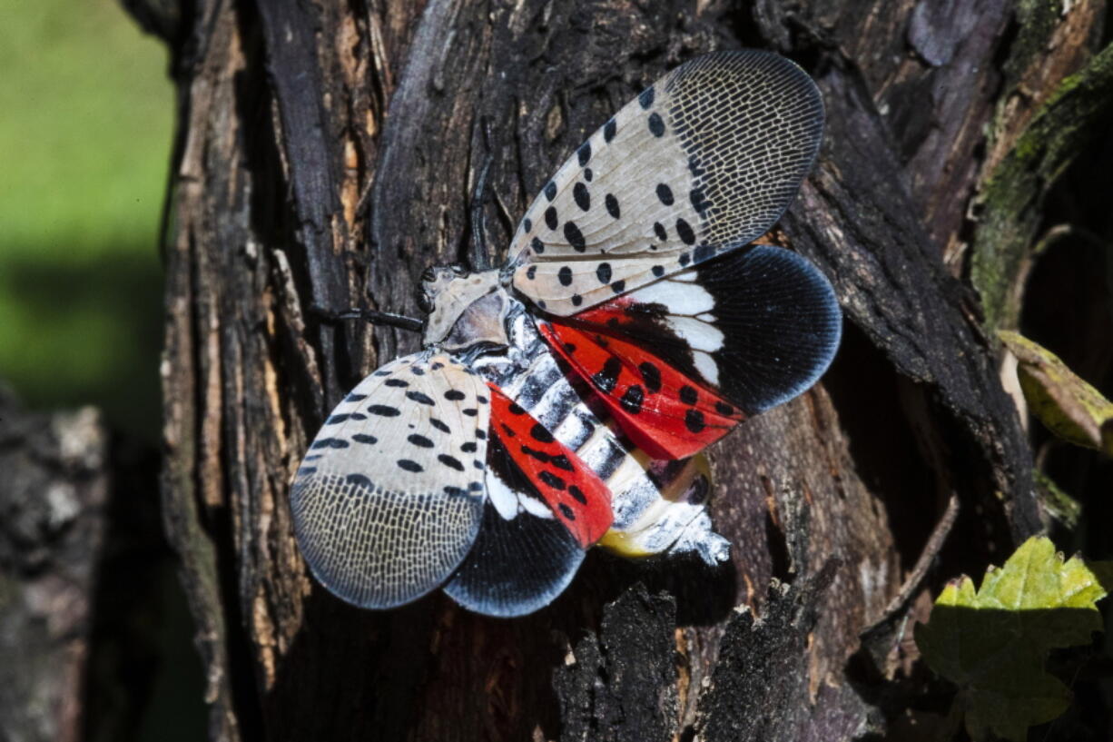 FILE - This Sept. 19, 2019, file photo shows a spotted lanternfly at a vineyard in Kutztown, Pa. According to Rhode Island state environmental officials, Friday, Aug. 6, 2021, the insect that can cause damage to native trees and agricultural crops has been found recently in the state.