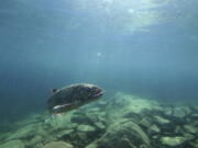 A lake trout swims off Isle Royale, Mich., in Lake Superior.