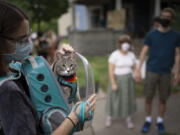 Stanley, in a wearable cat carrier, tags along on the Wedge Cat Tour with his owner, Courtney Burgess, on Aug. 4 in the Wedge neighborhood of Minneapolis.