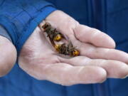 FILE - In this Oct. 24, 2020, file photo, a Washington state Department of Agriculture worker holds two of the dozens of Asian giant hornets vacuumed from a tree in Blaine, Wash. Authorities say they've found the first Asian giant hornet nest of 2021 in a rural area east of Blaine. State entomologists will now develop a plan to eradicate the nest.