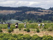 FILE - In this July 1, 2021 file photo, farmworkers till soil as a heat wave bakes the Pacific Northwest in record-high temperatures near St. Paul, Ore. The Pacific Northwest is bracing for another major, multi-day heat wave in mid-August 2021 just a month after temperatures soared as high as 116 F in a record-shattering heat event that killed scores of the most vulnerable across the region.