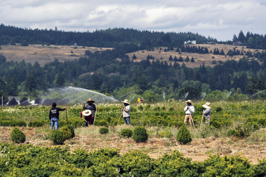 FILE - In this July 1, 2021 file photo, farmworkers till soil as a heat wave bakes the Pacific Northwest in record-high temperatures near St. Paul, Ore. The Pacific Northwest is bracing for another major, multi-day heat wave in mid-August 2021 just a month after temperatures soared as high as 116 F in a record-shattering heat event that killed scores of the most vulnerable across the region.