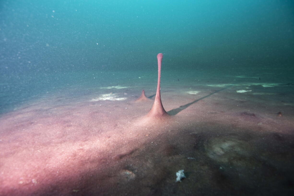 This June 19, 2019 photo provided by NOAA Thunder Bay National Marine Sanctuary shows purple microbial mats in the Middle Island Sinkhole in Lake Huron, Mich. Small hills and "fingers" like this one in the mats are caused by gases like methane and hydrogen sulfide bubbling up beneath them. Feel like days are just getting longer? They are and it's a good thing because we wouldn't have much to breathe if they weren't, according to a new explanation for how Earth's oxygen rich atmosphere may have developed because of Earth's rotation slowing. Scientists provided evidence for this new hypothesis by lab testing gooey smelly purple bacteria from a deep sinkhole in Lake Huron.