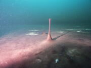 This June 19, 2019 photo provided by NOAA Thunder Bay National Marine Sanctuary shows purple microbial mats in the Middle Island Sinkhole in Lake Huron, Mich. Small hills and "fingers" like this one in the mats are caused by gases like methane and hydrogen sulfide bubbling up beneath them. Feel like days are just getting longer? They are and it's a good thing because we wouldn't have much to breathe if they weren't, according to a new explanation for how Earth's oxygen rich atmosphere may have developed because of Earth's rotation slowing. Scientists provided evidence for this new hypothesis by lab testing gooey smelly purple bacteria from a deep sinkhole in Lake Huron.