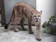 An 11-month-old, 80-pound cougar was removed from an apartment in the Bronx borough of New York, where she was being kept illegally as a pet, animal welfare officials said Monday. The cougar, nicknamed Sasha, spent the weekend at the Bronx Zoo receiving veterinary care and is now headed to the Turpentine Creek Wildlife Refuge in Arkansas, officials said.