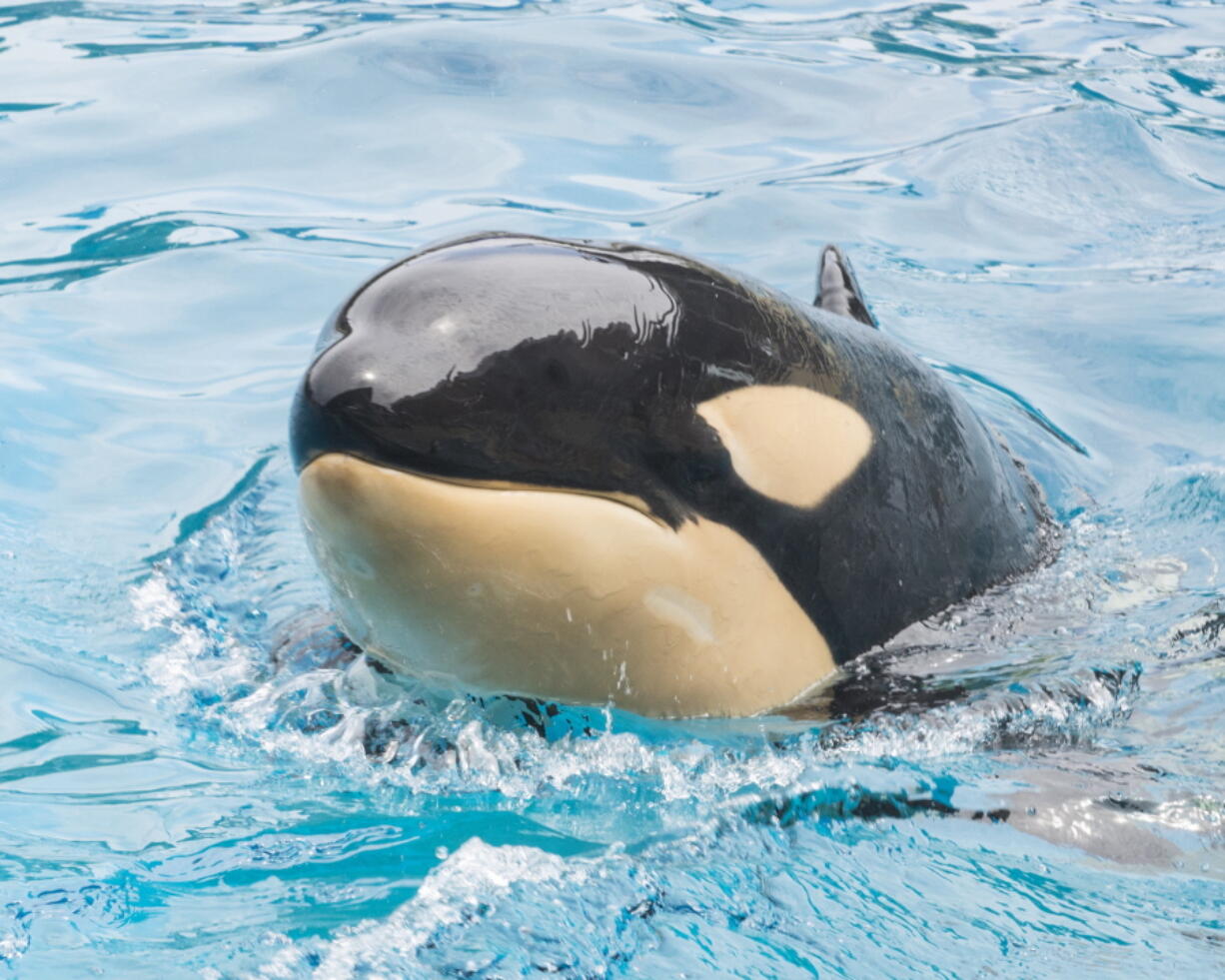 In this March 18, 2015, photo provided by SeaWorld, Amaya, a 6-year-old female orca, swims a the park. Amaya died unexpectedly on Thursday, Aug. 19, 2021, with her animal care specialists by her side in San Diego, Calif. The cause of death will not be known until the results of a post-mortem examination are complete, which may take several weeks.