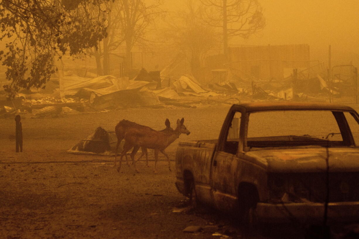 Deer wander among homes and vehicles destroyed by the Dixie Fire in the Greenville community of Plumas County, Calif., Friday, Aug. 6, 2021.