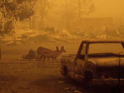 Deer wander among homes and vehicles destroyed by the Dixie Fire in the Greenville community of Plumas County, Calif., Friday, Aug. 6, 2021.