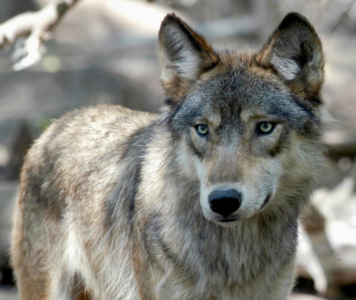 A gray wolf at the Wildlife Science Center in Forest Lake, Minn. Wildlife officials in Wisconsin set a 300-animal limit for the state's fall wolf hunt, saying they want to protect the population after hunters killed scores more wolves than they were allowed during a rushed spring season.