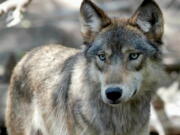 A gray wolf at the Wildlife Science Center in Forest Lake, Minn. Wildlife officials in Wisconsin set a 300-animal limit for the state's fall wolf hunt, saying they want to protect the population after hunters killed scores more wolves than they were allowed during a rushed spring season.