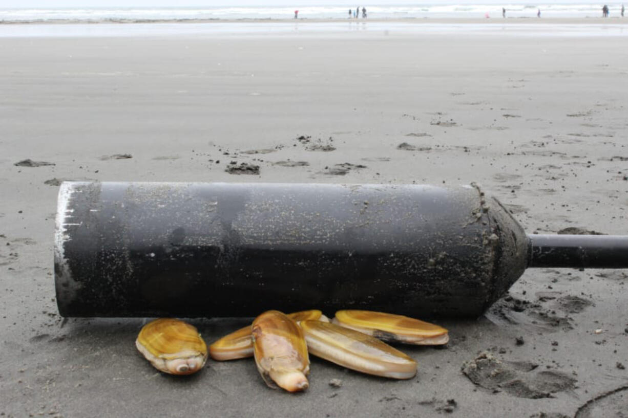 The Washington Department of Fish and Wildlife announced on Friday, Aug. 27, 2021, that 62 tentative dates are set for razor clam digs at beaches along the Washington coast beginning in mid-September and running through the end of the year.